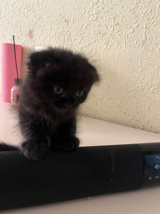 Срочно продаются котята