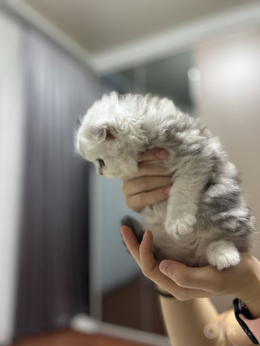 Продаю котёнка