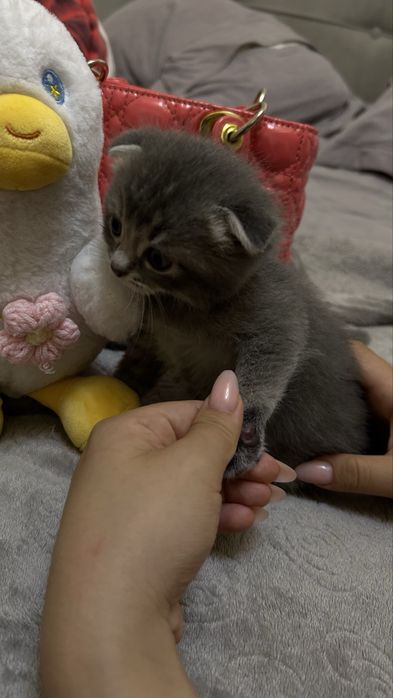 Котёнок вислоухая