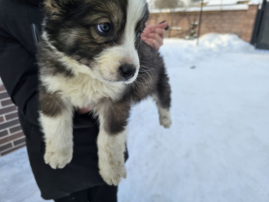 Тобет күшік САО Тобет