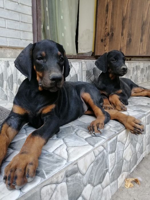 Щенки добермана в продаже