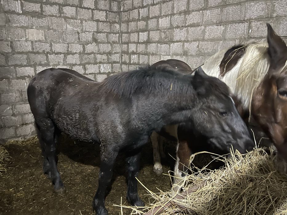 Mânz Barok Friz 10 luni