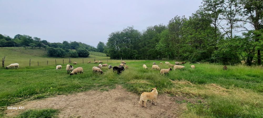 Berbecuți și oi cu mieluțe.