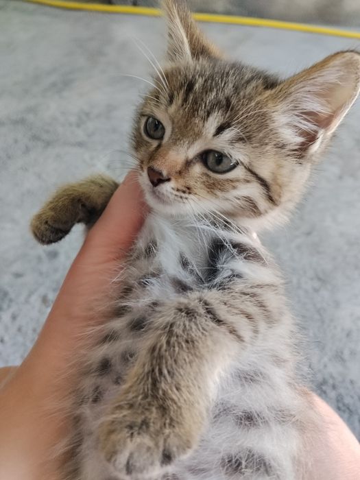 Отдам котенка в хорошие руки