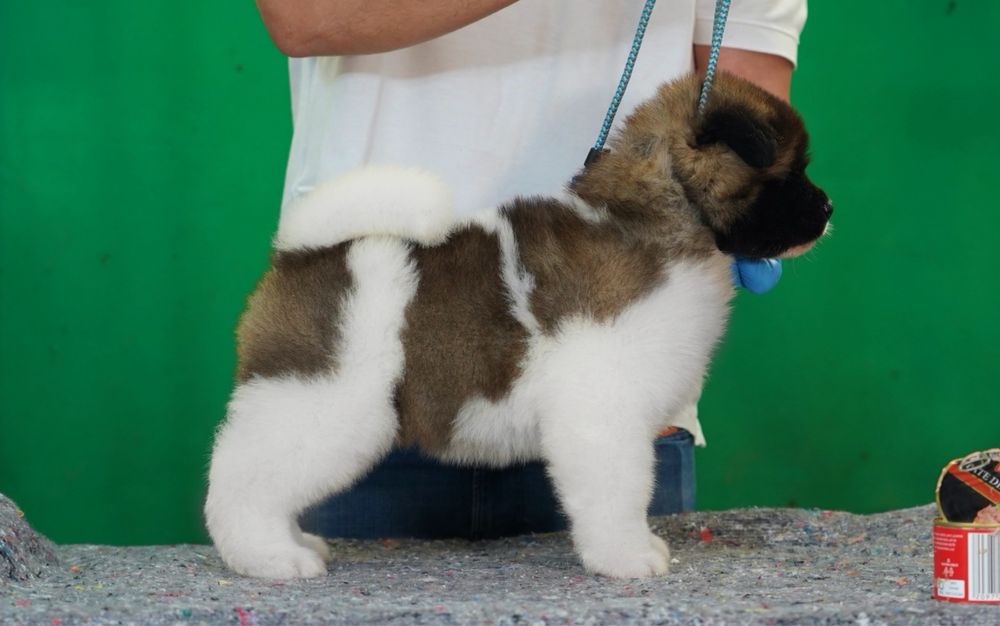 American Akita par lung