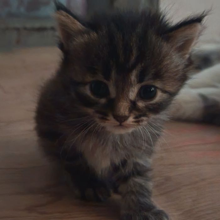 2 котёнка мальчик, девочка