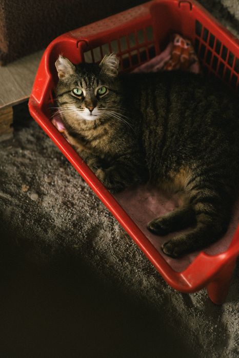 Отдам кота в добрые руки