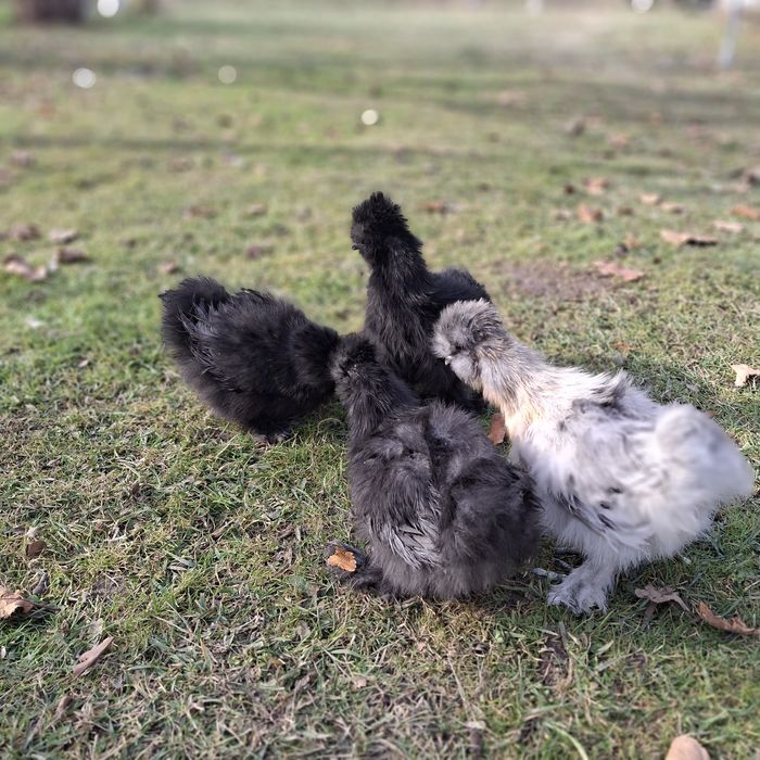 Китайские шёлковые