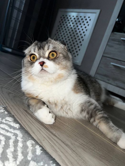 Кот Скоттиш фолд В ДОБРЫЕ РУКИ!