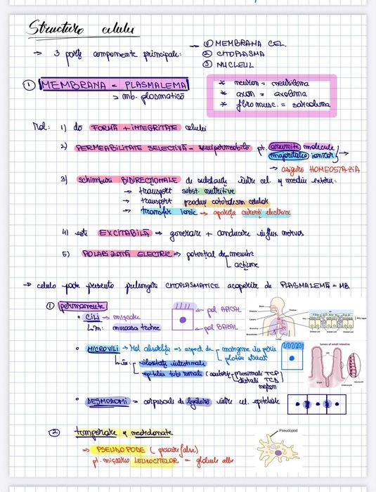 Meditații Biologie – BAC XI-XII & Admitere Medicină (CORINT) cls. XI