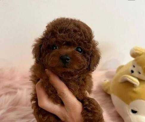 Pudel/Poodle roșcat de excepție de vânzare – Genotip și fenotip deosebit