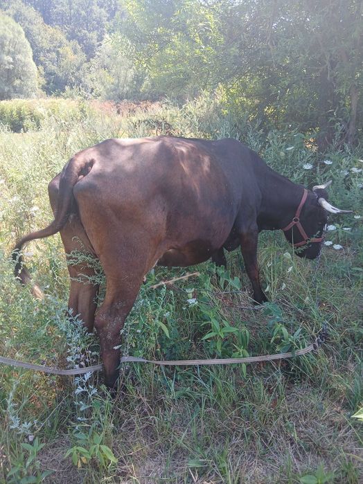 Vaca de  vanzare