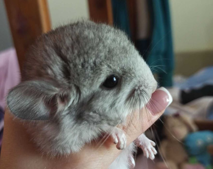 Шиншиллы эксклюзивные