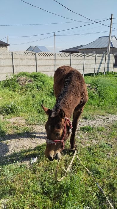 Торы тай сатылады