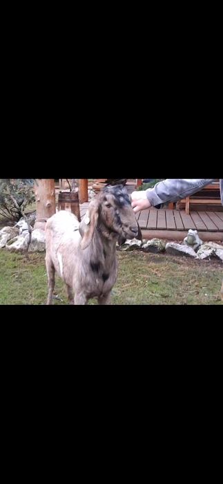 Vând țap ANGLO Nubian cu Pedigree