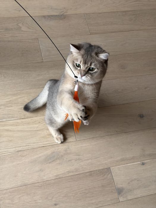 British shorthair chinchilla blue 9 luni motan