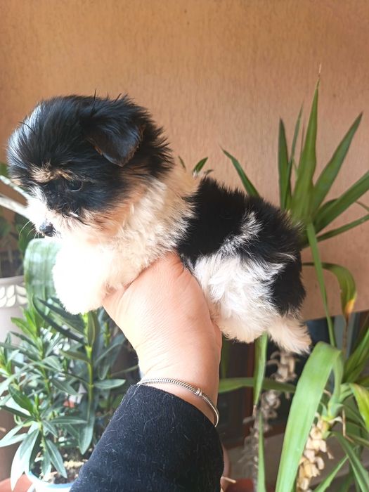 Бивер Йоркширски териер