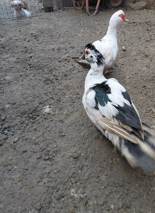 Vând   Rațe  tinere  Mute