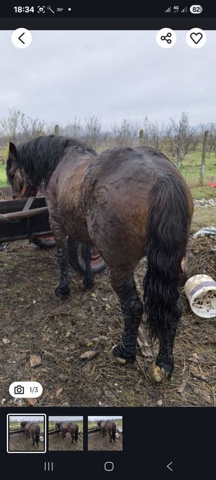 De vânzare  un caluț și o vacă