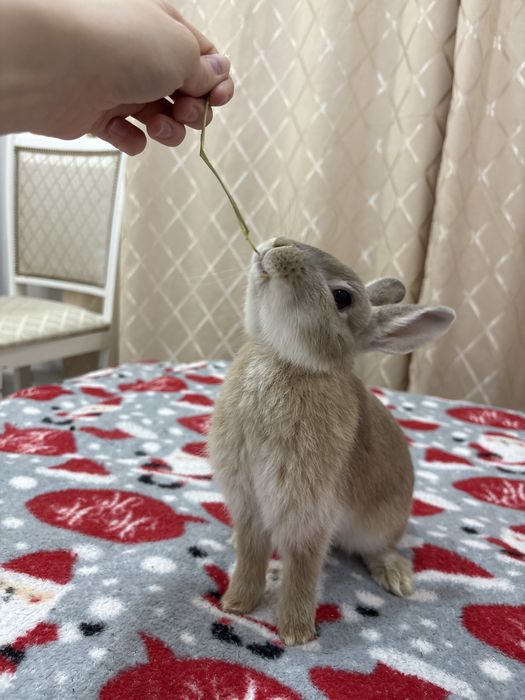 Кролик декоративный