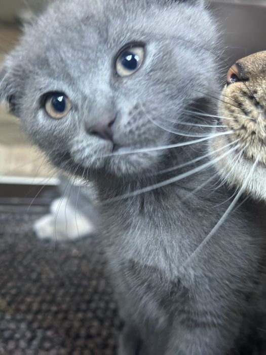 Отдам котят в хорошие руки