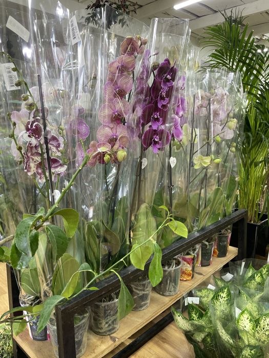 Красивая орхидея вместо букета