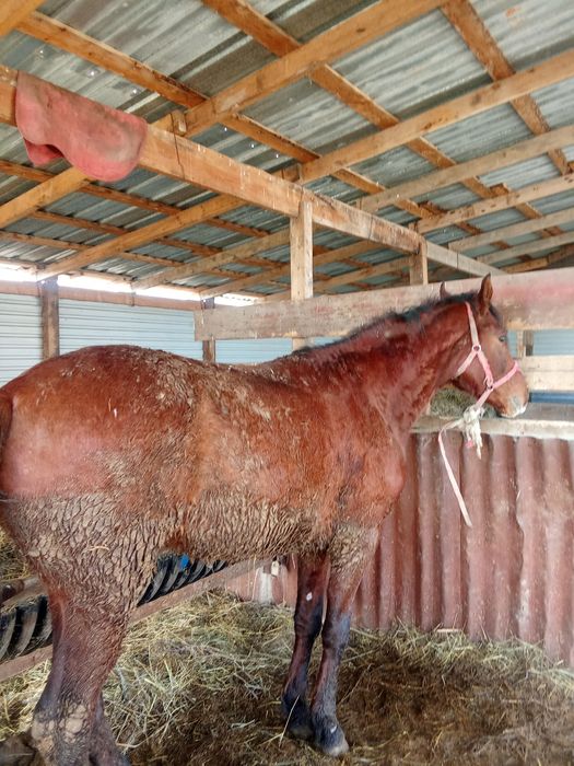 Дөнен көктемде 4 жасқа шығады