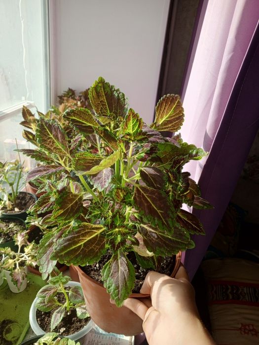 Продам домашние цветы