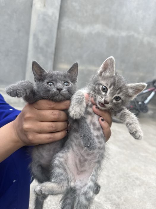 Мушукча котенок