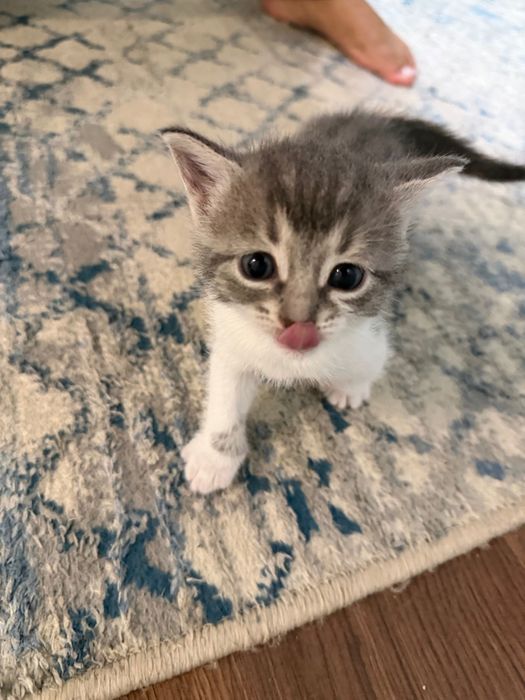 Котята ищут добрый дом