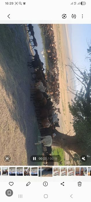 Фазенда сатылады