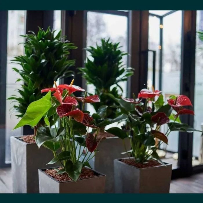 Цветы для дома и офиса. Гуллар