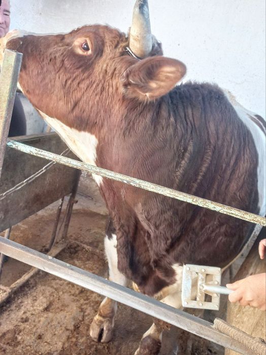 Hòkiz sotiladi taxminan 350  kilo gòshti bor  3 yosh