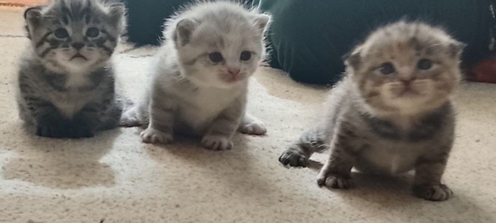 Elita Scottish Fold 1 oylik mushukchalar
