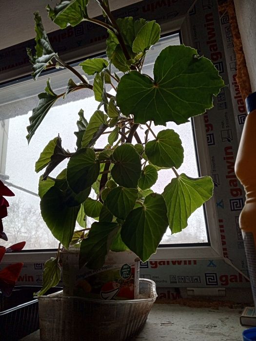 Комнатные растения