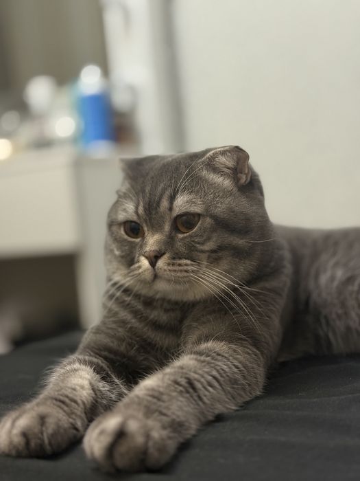 вязка кота скотиш фолд