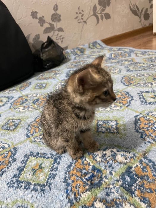 Mushuk sotiladi 200 ming kelishamiz...