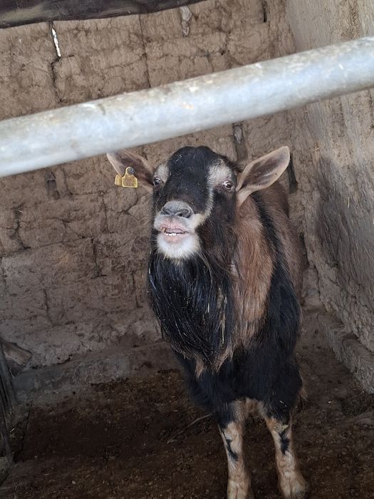 алпийски теке ,жақсы теке