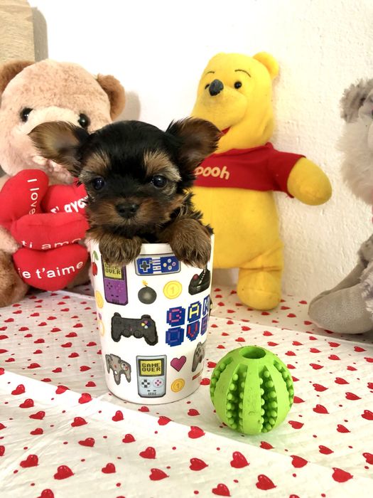 Йоркширски териер-супер мини йорки