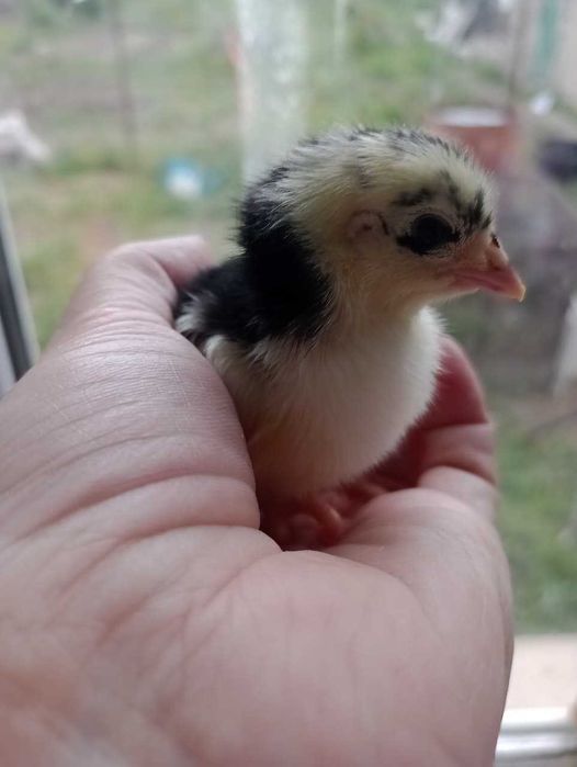 Домашние цыплята