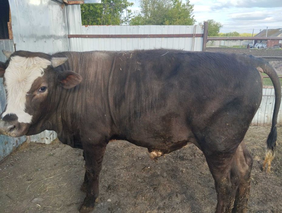 Сельское хозяйство