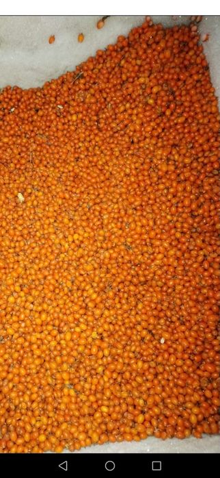 Catina Catina de cultura