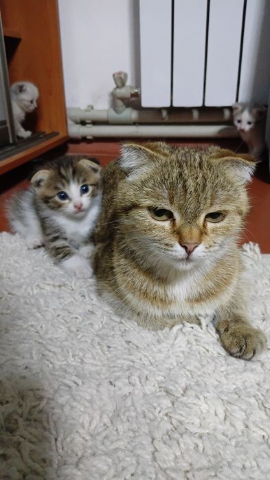 Отдам даром котят