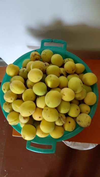 Продается урюк Өрік