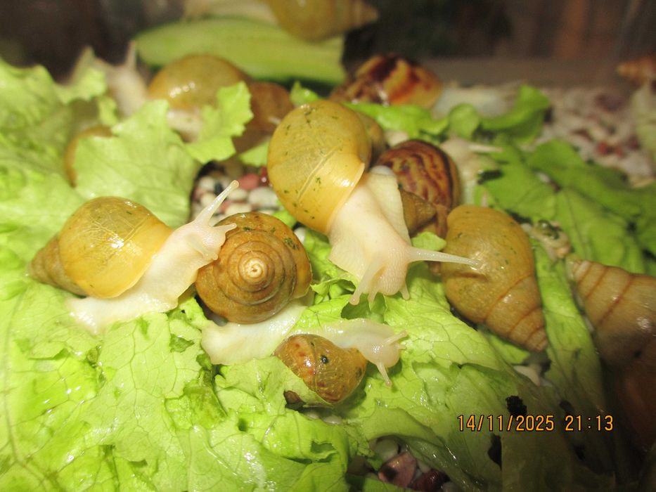 Гигантски Африкански охлюви