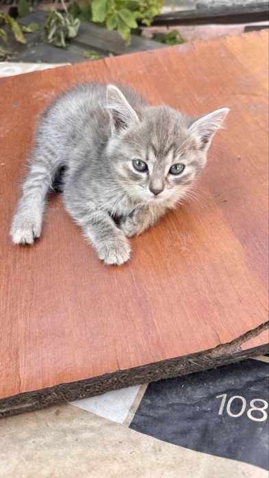 Отдам котят в добрые руки