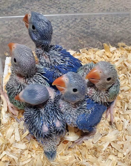 Papagali vorbitori Micul Alexandru pui crescuti la mana Alexander