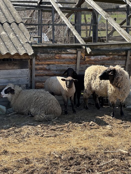 Vand oi tigai tinere