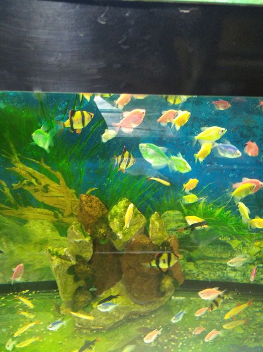 Аквариум овальные