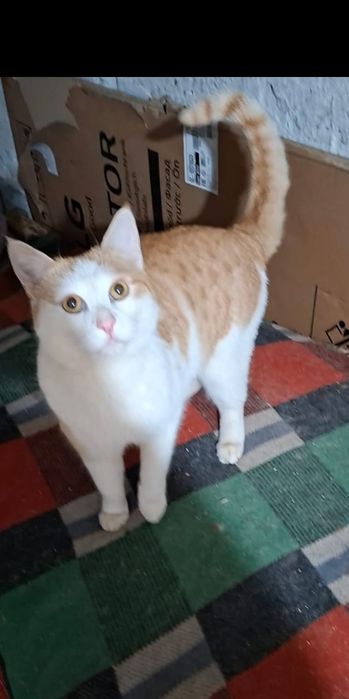 Молодой яркий крупный котик Аркаша в добрые руки!